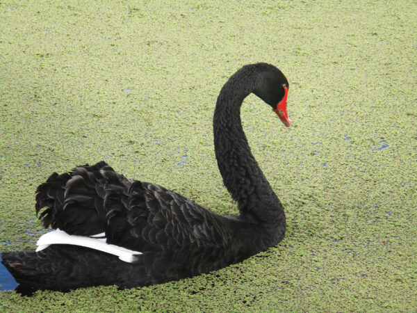 A photo of a black swan.