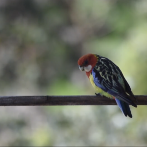 A screenshot of a native bird on a branch