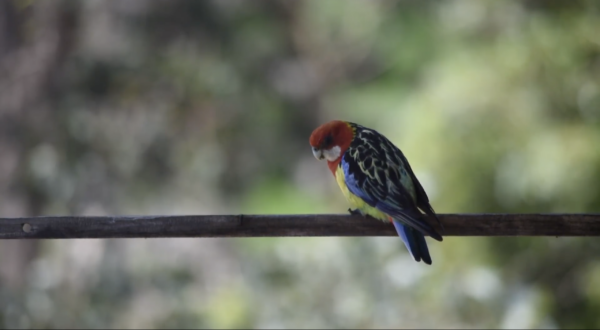 A screenshot of a native bird on a branch